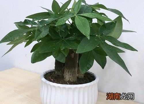 修剪发财树的正确方法 发财树长高了怎么修剪枝叶