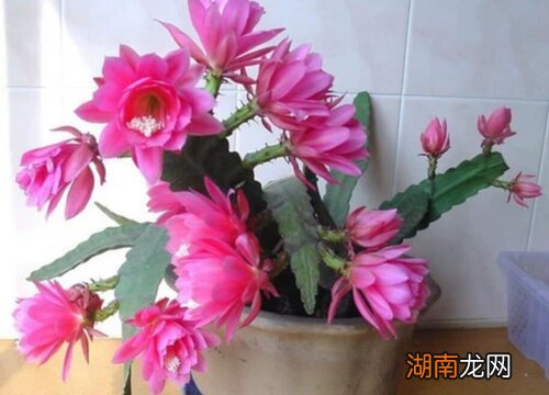 令箭荷花的扦插繁殖方法 令箭荷花公母枝条有区别吗