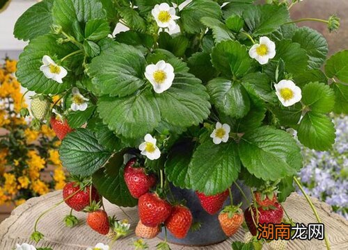 盆栽草莓时,当新芽长出后,要将枯叶去掉吗