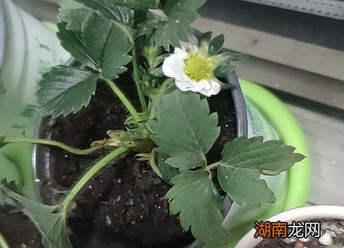 盆栽草莓时,当新芽长出后,要将枯叶去掉吗