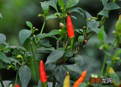 阳台种植辣椒盆栽的弊端 为什么阳台不能栽辣椒