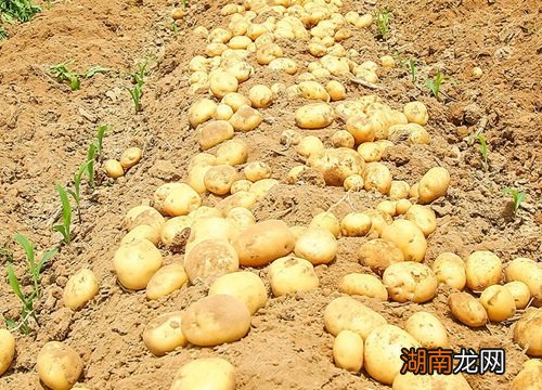 种土豆怎样施底肥料效果好