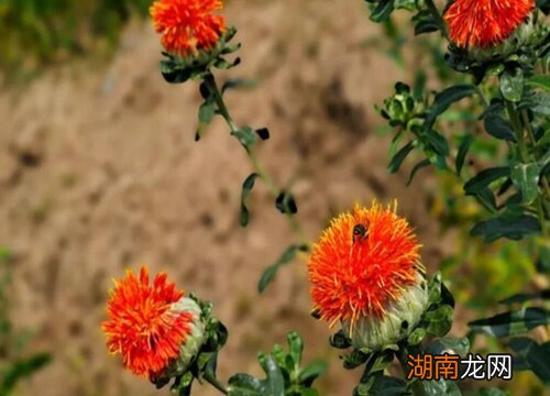 红花种植一亩收入多少钱 红花一亩利润多少