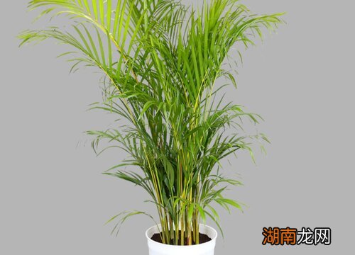 哪些凤尾竹养殖方法和注意事项有哪些