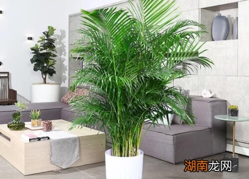 哪些凤尾竹养殖方法和注意事项有哪些