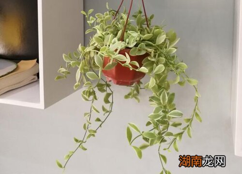 爱之蔓的寓意简介 爱之蔓的毒性多大