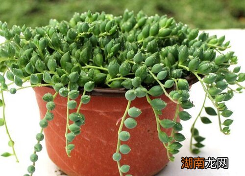 爱之蔓的寓意简介 爱之蔓的毒性多大