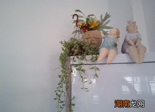 爱之蔓的寓意简介 爱之蔓的毒性多大