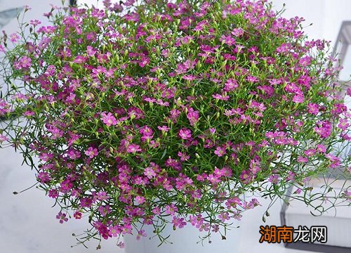 满天星品种和分类图片