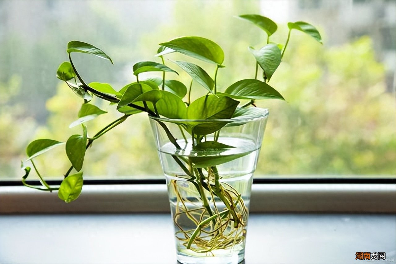 美容院适合放什么绿植花草好