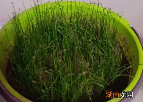 韭菜籽播种时间和方法 如何种韭菜种子种上几天发芽