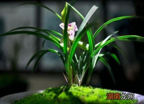 怎样判断兰花是组培的还是和原生得