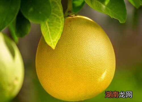 全国柚子主要的产地 柚子什么时候成熟采摘