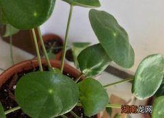 镜面草的养殖方法与繁殖方法