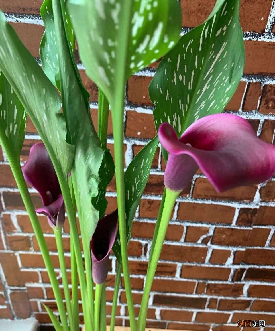 什么鲜花水养的时间长一些好养