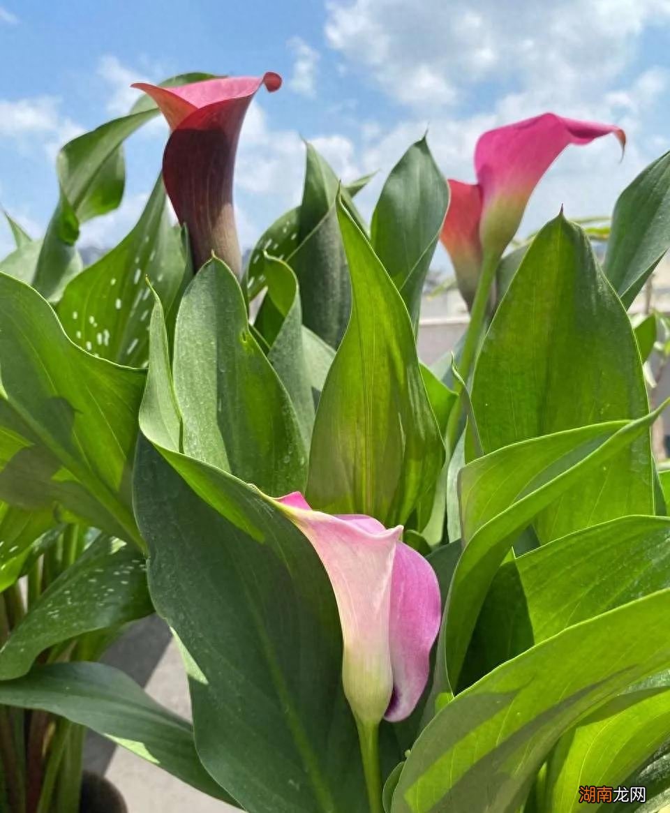 什么鲜花水养的时间长一些好养