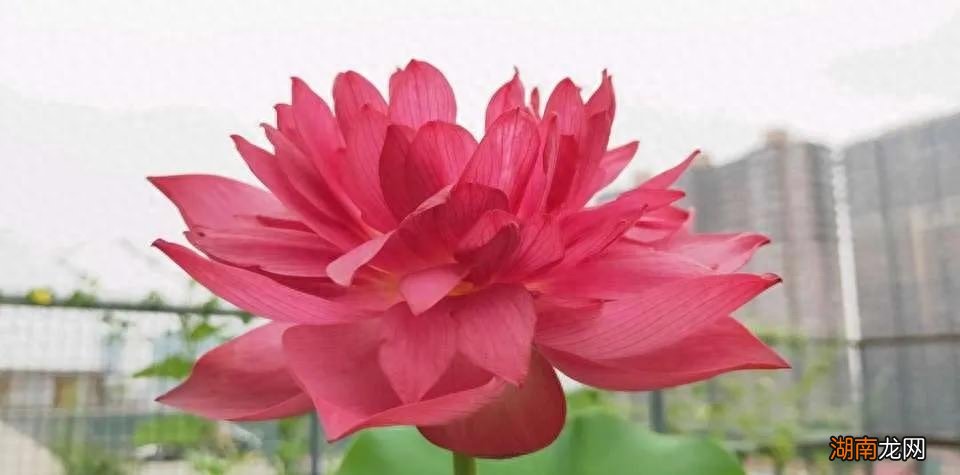 什么鲜花水养的时间长一些好养