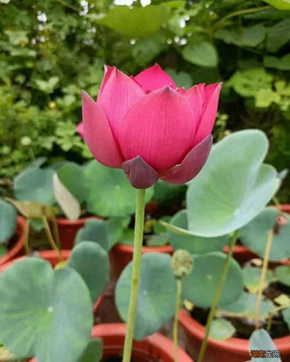 什么鲜花水养的时间长一些好养