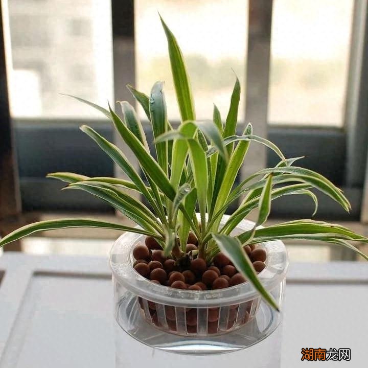 什么鲜花水养的时间长一些好养