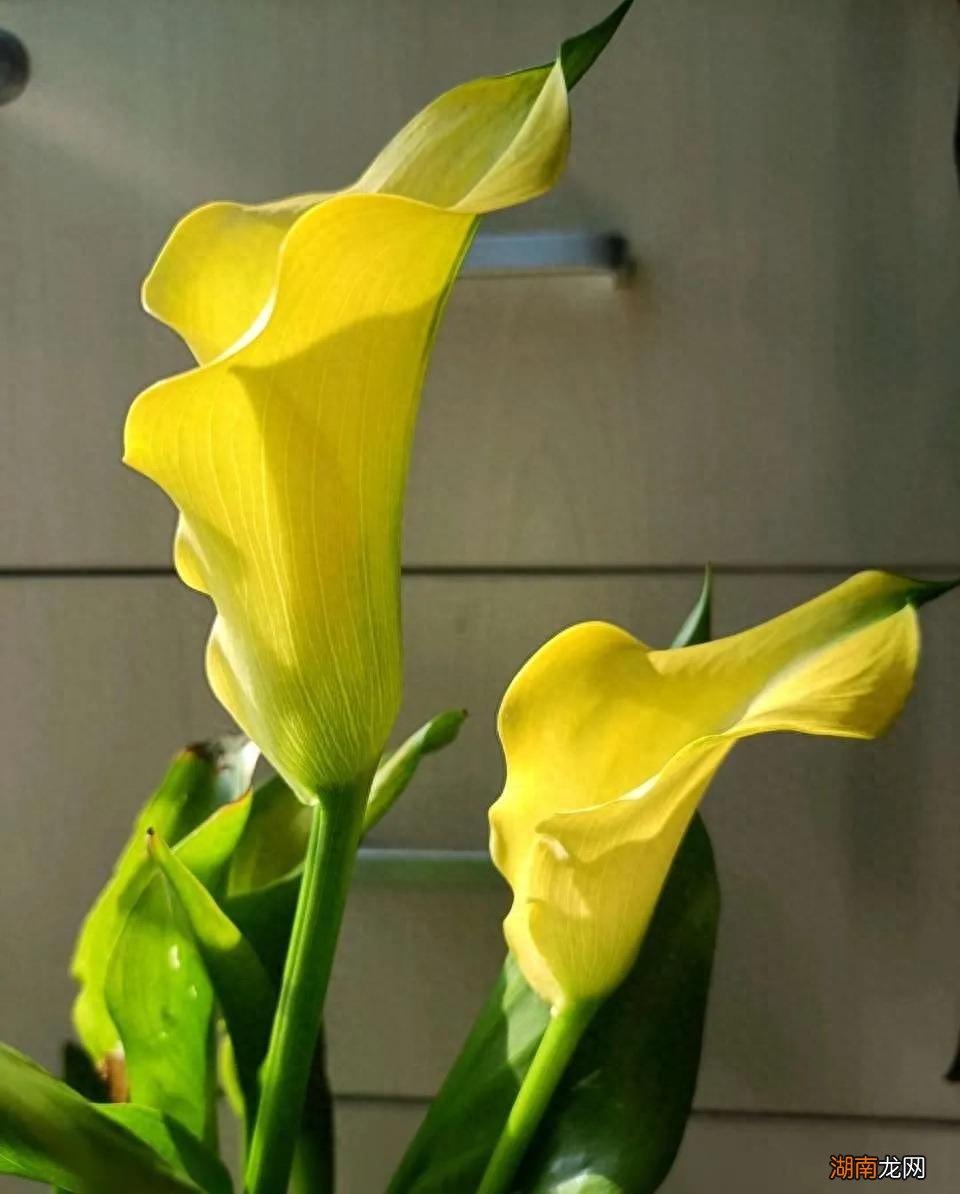 什么鲜花水养的时间长一些好养