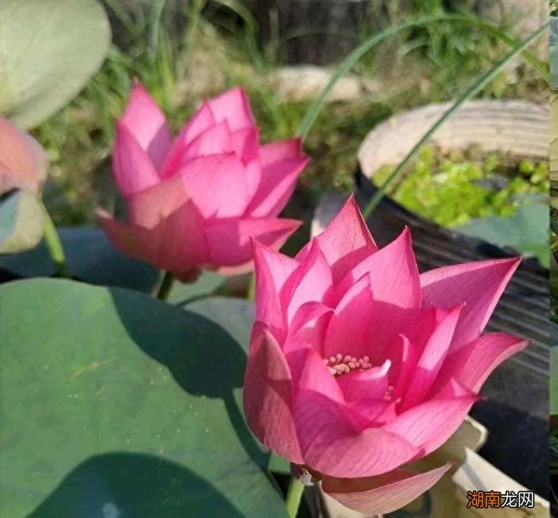 什么鲜花水养的时间长一些好养