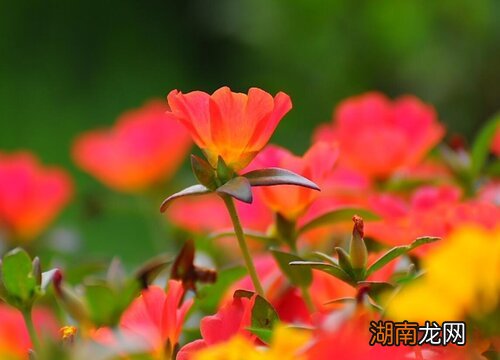 耐旱不怕晒的盆栽植物有哪些