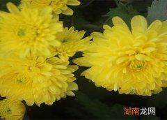 菊花的象征意义和精神品质有哪些