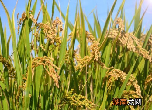 水稻亩产量一般是多少公斤