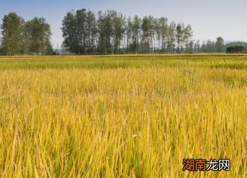 水稻亩产量一般是多少公斤