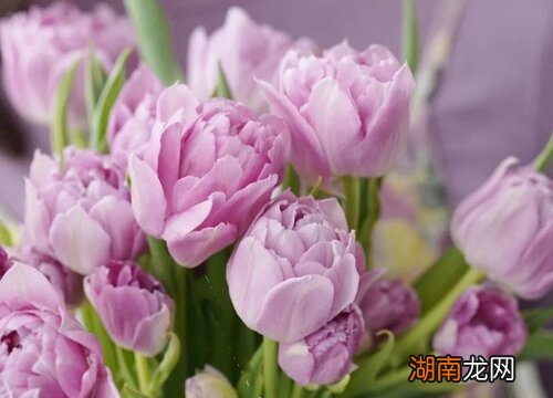 闺蜜生日送什么花比较合适一点