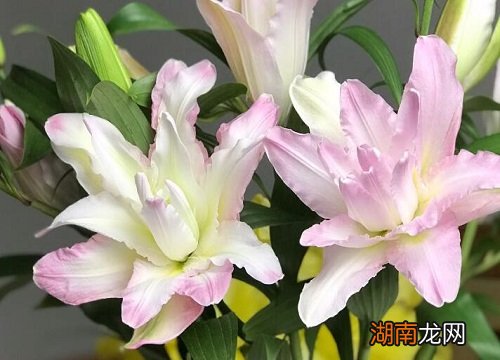 闺蜜生日送什么花比较合适一点