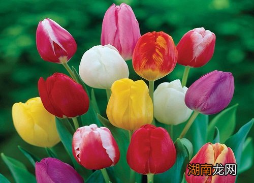 闺蜜生日送什么花比较合适一点