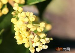 桂花树的生长条件 桂花树能在室内种植吗