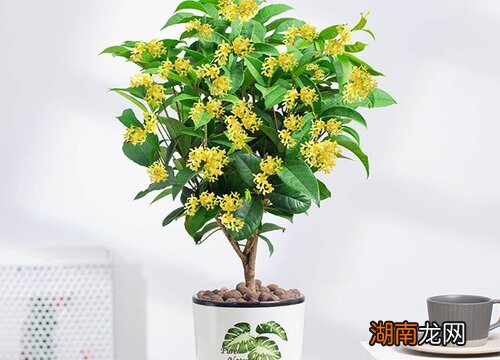桂花树的生长条件 桂花树能在室内种植吗