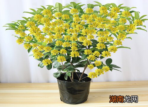 桂花树的生长条件 桂花树能在室内种植吗