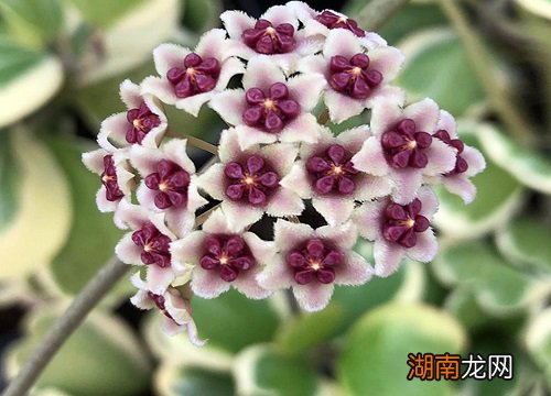 球兰花苞没开就掉了是什么原因造成的