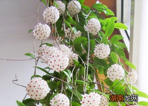 球兰花苞没开就掉了是什么原因造成的