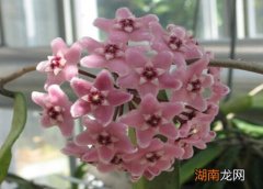 球兰花苞没开就掉了是什么原因造成的