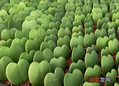 球兰花苞没开就掉了是什么原因造成的