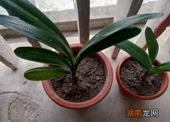 君子兰放在家里哪个位置好风水