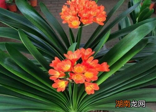 君子兰放在家里哪个位置好风水