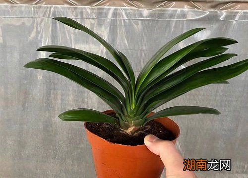 君子兰放在家里哪个位置好风水