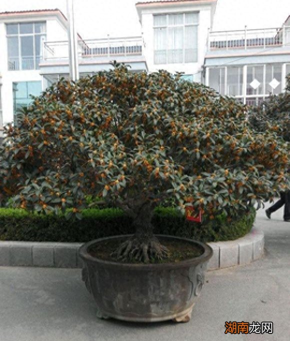 盆栽桂花哪个品种好 桂花树有几种品种哪一种最好