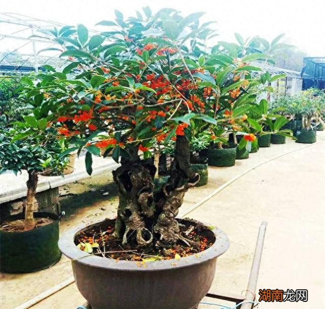 盆栽桂花哪个品种好 桂花树有几种品种哪一种最好