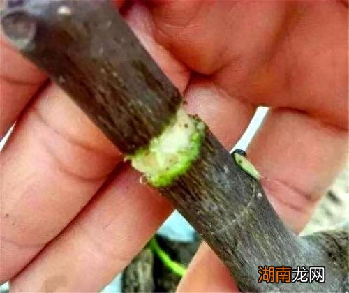 扦插小苗及高压扦插繁殖方法 无花果怎么扦插育苗