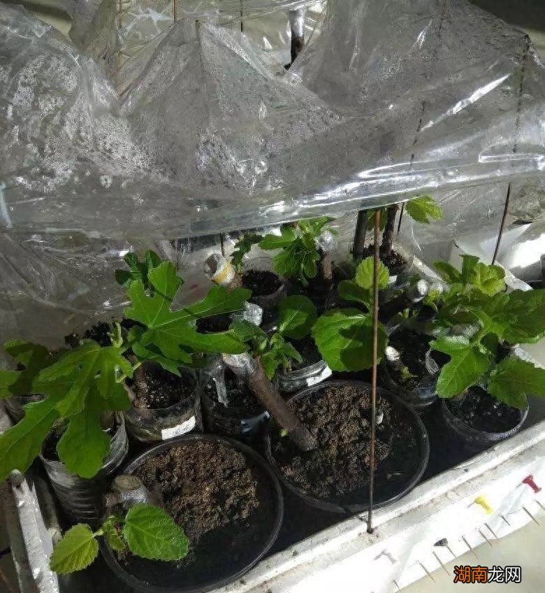 扦插小苗及高压扦插繁殖方法 无花果怎么扦插育苗