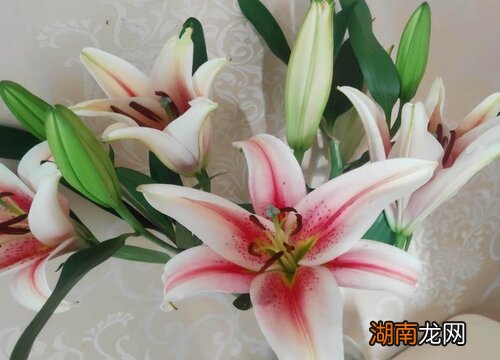 寓意是喜悦、期待相逢 水仙百合花语和寓意是什么意思