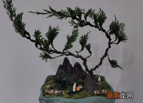 家里养松柏之类盆景吉利吗风水好吗