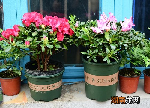 杜鹃花一年开三次花 杜鹃什么时候开花季节