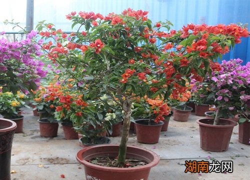 枝条盘绕造型方法 三角梅枝条太长了怎么盘起来好看